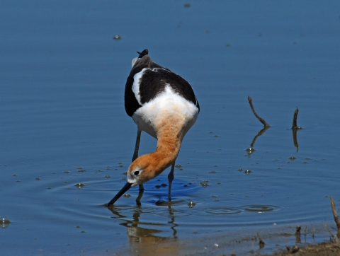 American avocet feeding in wetland at Stone Lakes National Wildlife Refuge