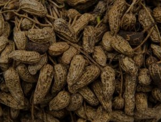 Freshly harvested peanuts (ground nuts)