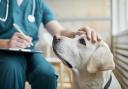 Permission has been granted for a new Wiltshire vet clinic (file photo)