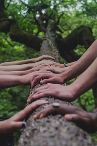 Hands of many colors on a tree graphic.