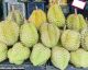 All About Durian