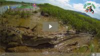 Crocodile Tours along the Tárcoles River