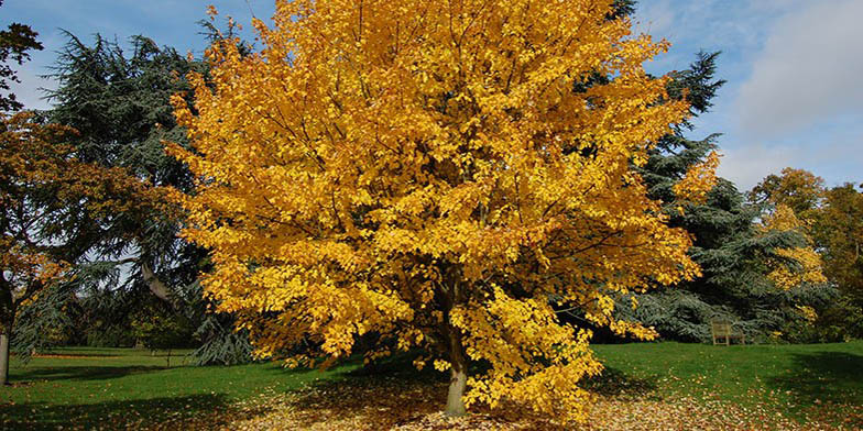 Red maple – description, flowering period and general distribution in Missouri. large lonely tree in the fall