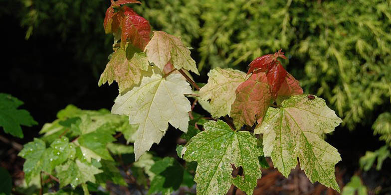 Red maple – description, flowering period and general distribution in Missouri. green leaves change color to red