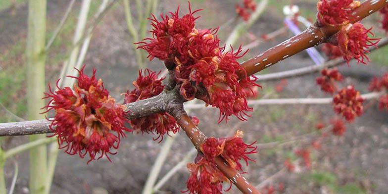 Red maple – description, flowering period and general distribution in Missouri. flowers on a branch closeup