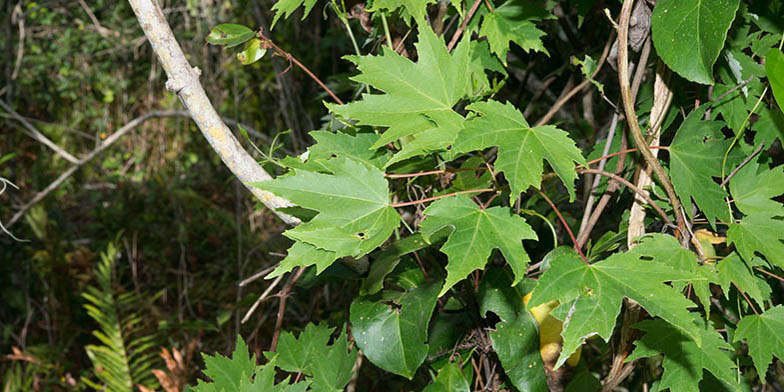 Red maple – description, flowering period and general distribution in Missouri. green branch