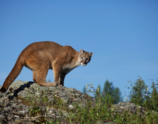 Mountain lion on a rock in Montana