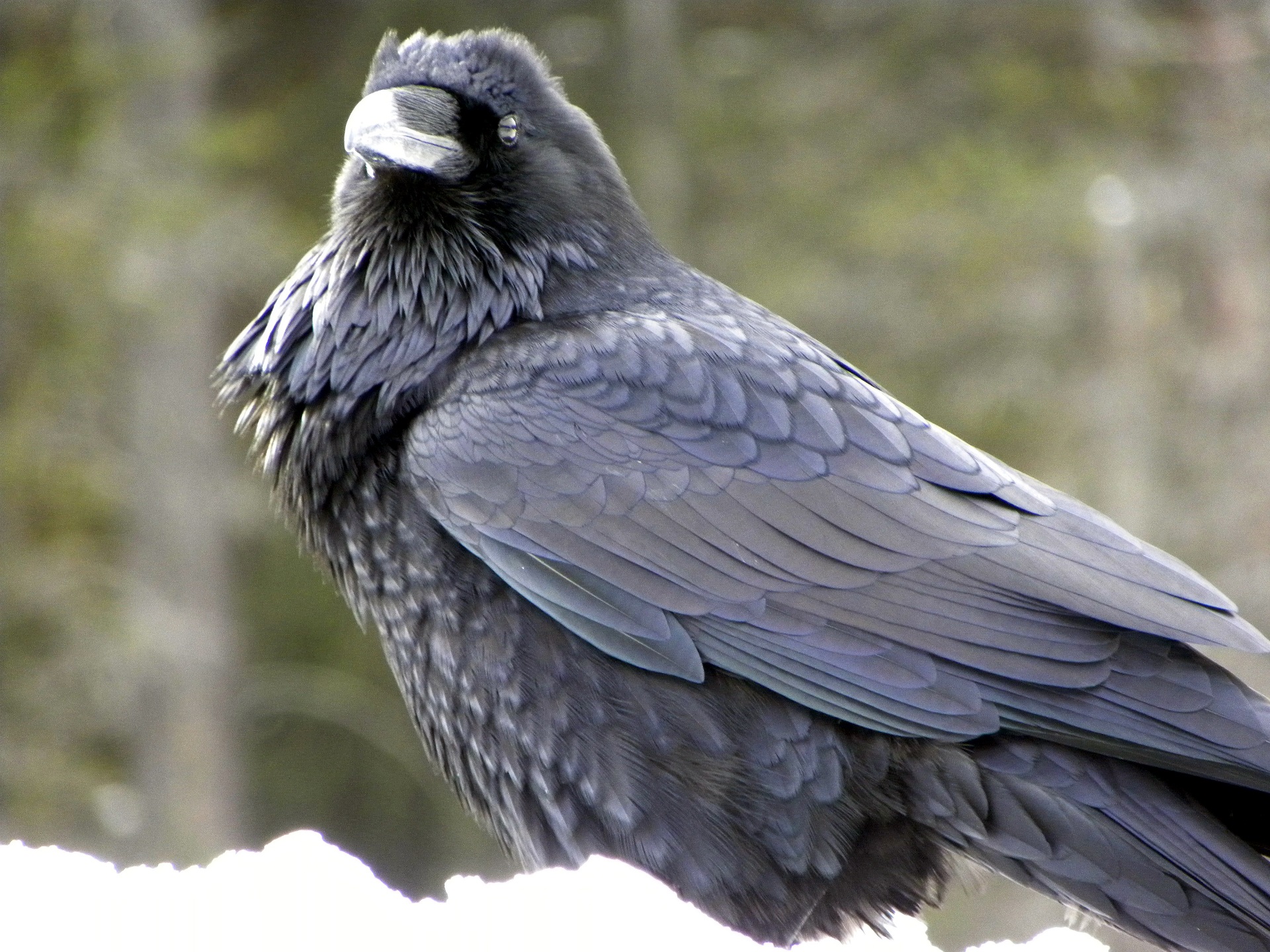 Common Raven showing its hackles and large beak