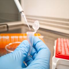 Lab technician in blue medical gloves using an electronic pipette to put liquid in an eppendorf. Image by Ladanifer via Shutterstock