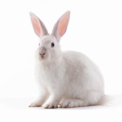 A white rabbit against a plain white background. Image by cameilia via Shutterstock.