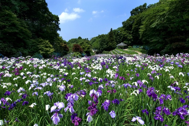 卯辰山花菖蒲園