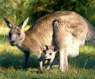 Kangaroos