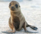 Sea Lions