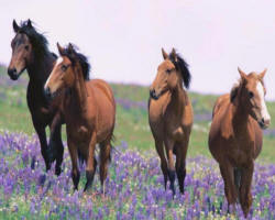 Horses