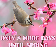 8 More Days Until Spring