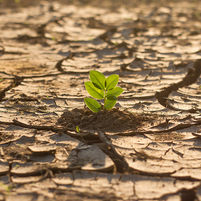 Green plant grow in middle dry cracked earth. nature recovery and climate change solution