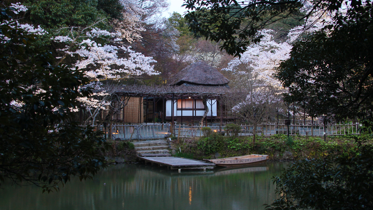 夜 / 九州最大の桜のライトアップ