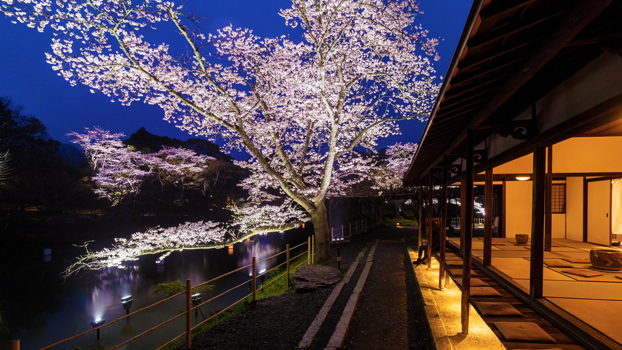 夜 / 九州最大の桜のライトアップ