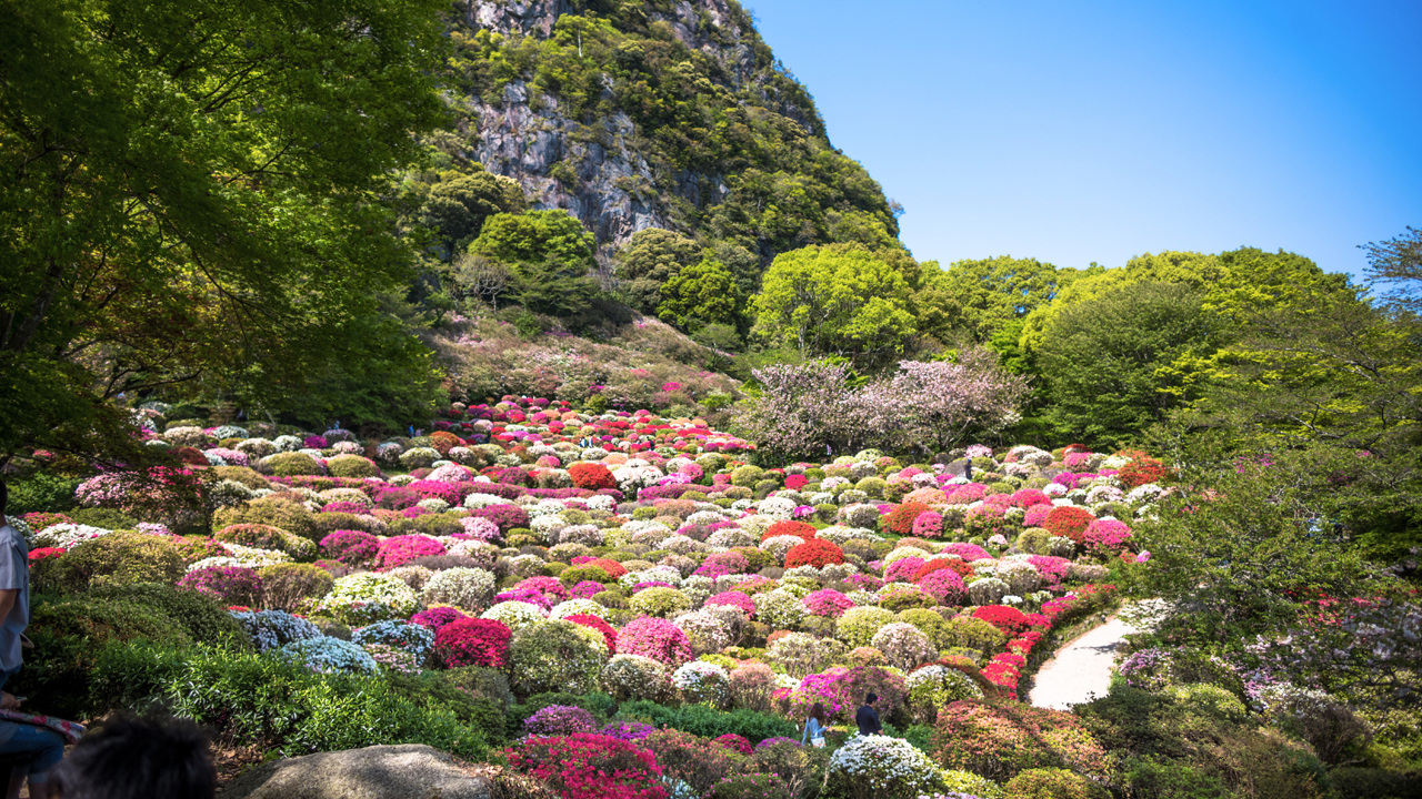 昼 / 20万株杜鹃花编织成花的地毯