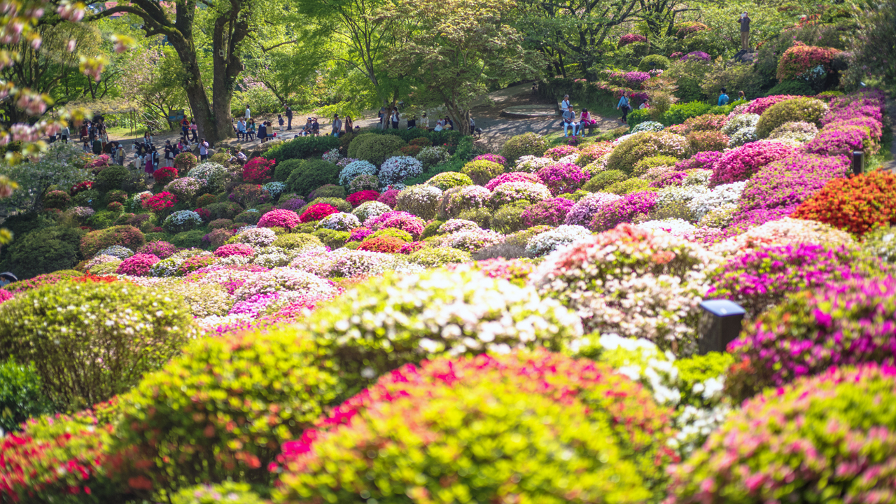 昼 / 20万本のつつじが織り成す花の絨毯