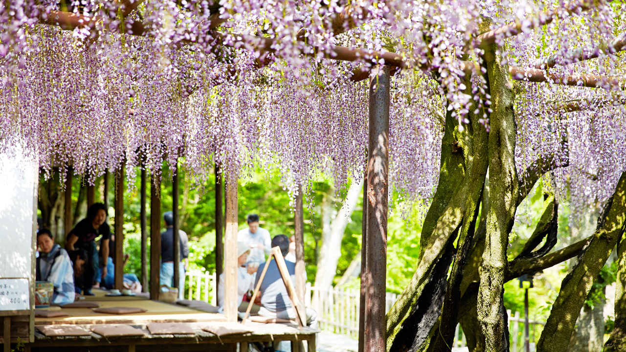 Daytime / A carpet of flowers thatched by 200,000 azaleas