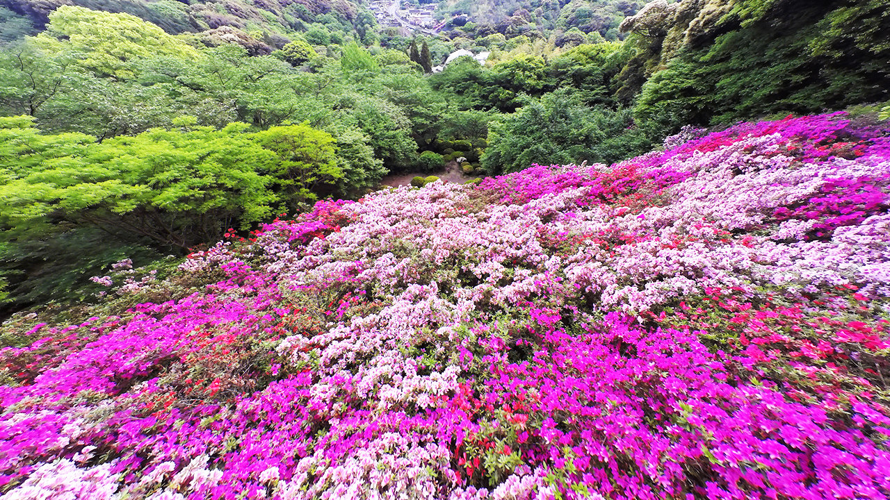 昼 / 20万株杜鹃花编织成花的地毯