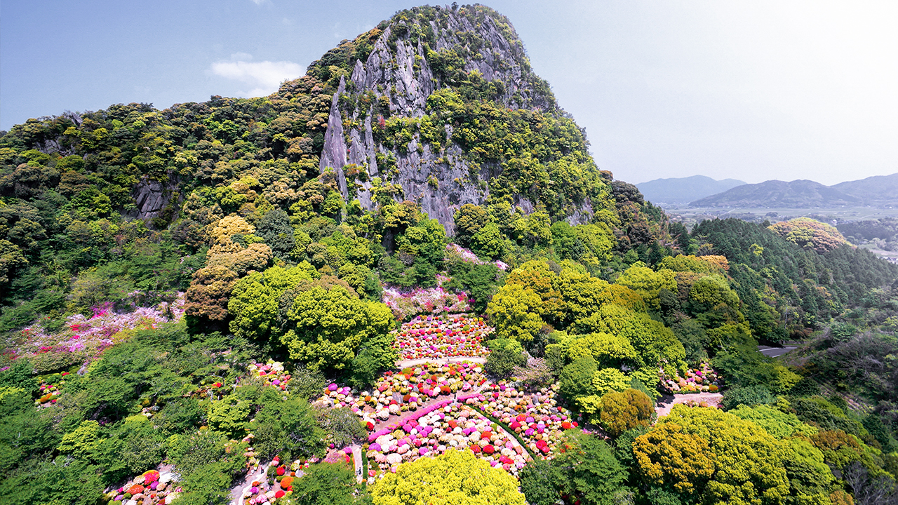 Daytime / A carpet of flowers thatched by 200,000 azaleas