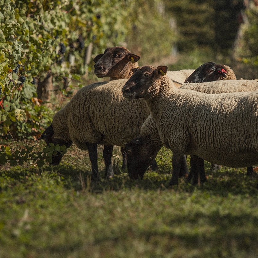 Natura Nostra vignette.jpg