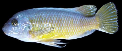 cichlid