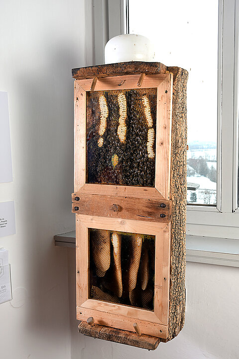 View of a wooden block. The block is cut in half and glass panes are attached to the open half, making the inside visible. There you can see a beehive with honeycombs and numerous live bees.