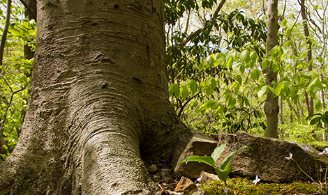 Oak - Beech, Heath Forest