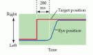 Figure 20.4. The metrics of a saccadic eye movement.