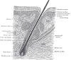 The Common Integument, Section of the Skin