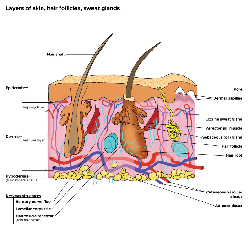 Cross Section, Layers of the Skin