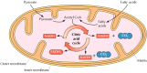 Figure 10.2. Metabolism in the matrix of mitochondria.