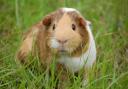 10 surprising facts about guinea pigs