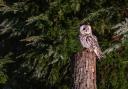 Owls at Muncaster Castle