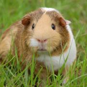 10 surprising facts about guinea pigs