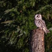 Owls at Muncaster Castle