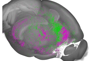 cropped image of diagram of mouse prefrontal cortex showing neural projections to the midbrain (purple) and the amygdala (green), pathways involved in learning about threat.