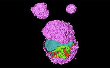 LCIMB-Cellular-and-Supramolecular-pic-360x 224.jpg