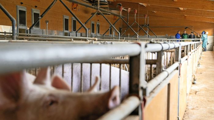 Tierwohlstall: Damit sich Schwein sauwohl fühlt