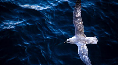 Foto of a seagull sailing over the sea.