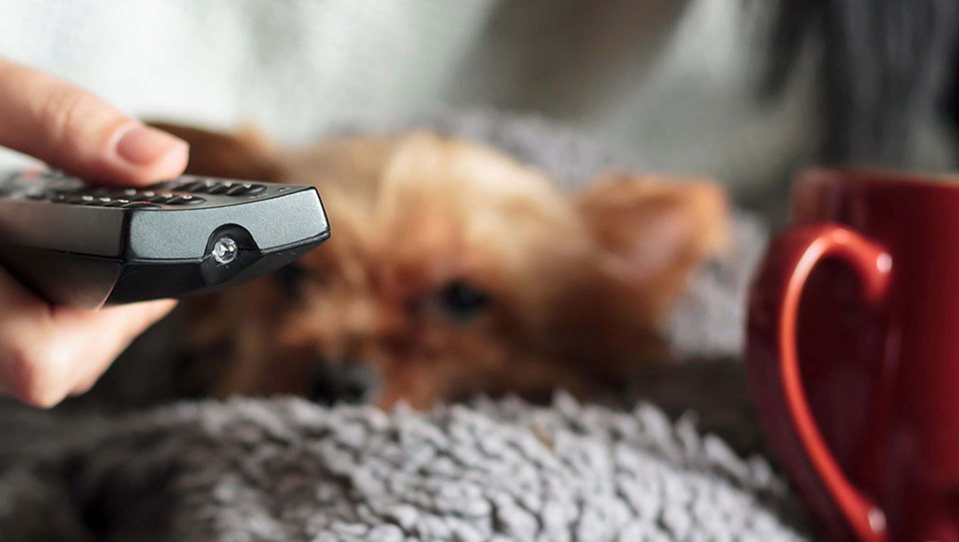 woman holding tv remote and mug with pet on her lap.