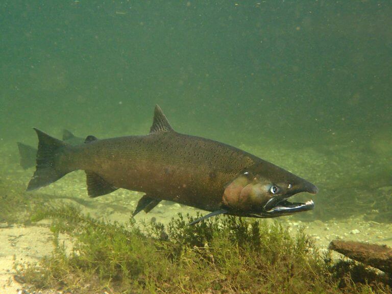 Chinook and Coho Salmon swimming in river