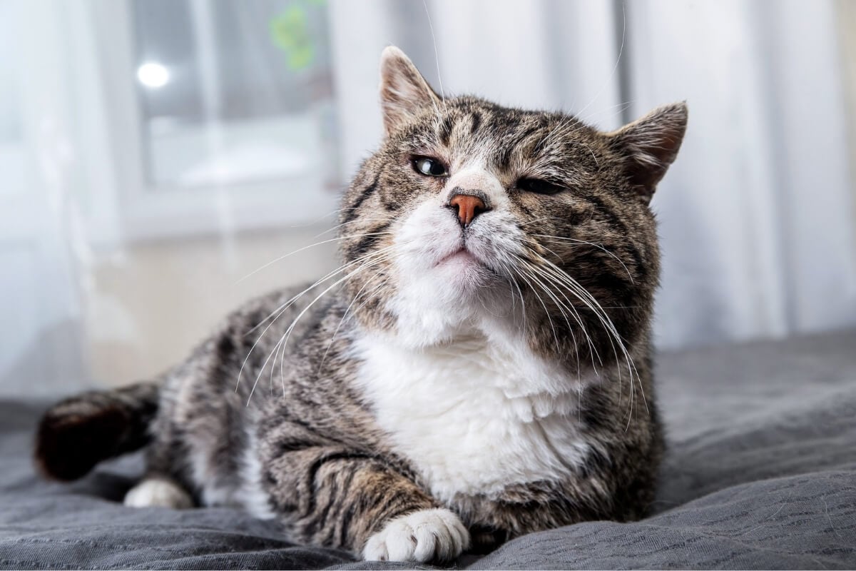 Cuidados específicos com os gatos podem prolongar a sua vida