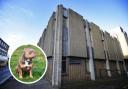 Oxford Magistrates' Court and inset stock image of an XL bully dog