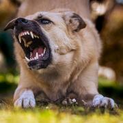 A dog attacked a dogwalker (stock photo).