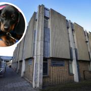 Oxford Magistrates' Court and inset stock image of daschund puppy