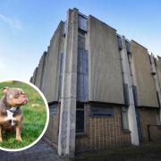 Oxford Magistrates' Court and inset stock image of an XL bully dog